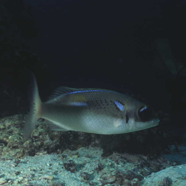 Scolopsis xenochrous